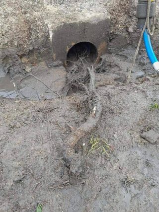 Déraçinage de canalisation